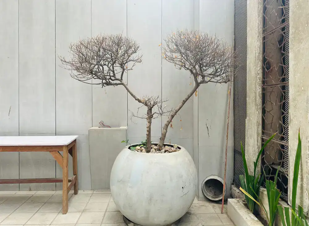 Clean lines in a minimalist garden design