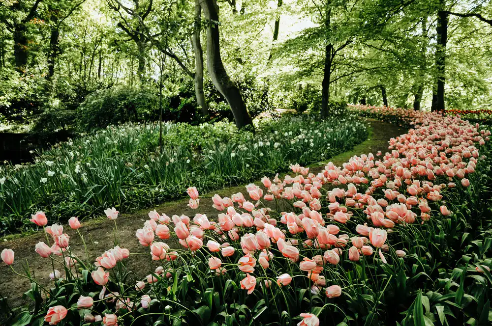 Lush garden path showcasing an elegant landscape design