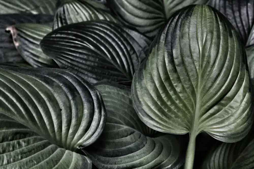 Lush shade-tolerant planting filling raised beds